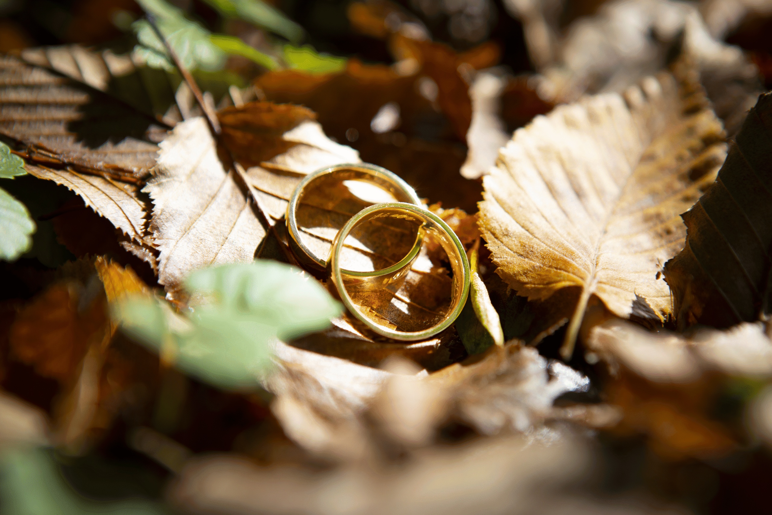 Fedi nuziali tra le foglie autunnali